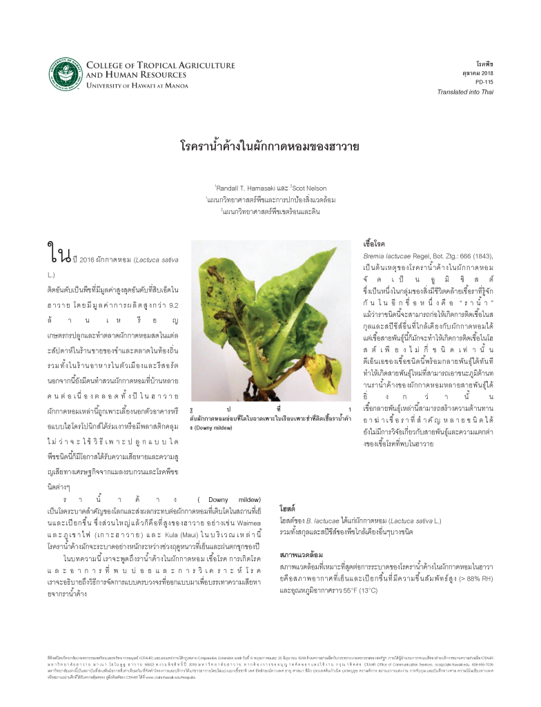 โรครานํ7าค้างในผักกาดหอมของฮาวาย | Lettuce Downy Mildew in Hawai‘i