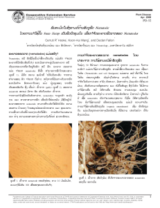 ພັນທະມິດໃນສົງຄາມຕໍ່ຕ້ານສັດຕູພືດ Nematode: ໂດຍການນ ຳໃຊ້ຕົ້ນ Sunn Hemp ເປັນພືດປົກຄຸມດິນ ເພື່ອກ ຳຈັດພະຍາດພືດຮາກຂອດ Nematodes | An ally in the war against nematode pests: using sunn hemp as a cover crop to suppress root-knot nematodes