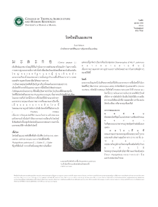 โรคไหม้ในมะละกอ | Phytophthora blight of papaya