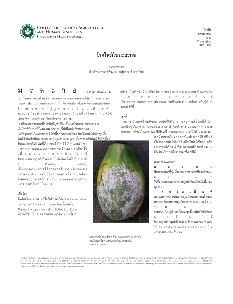 โรคไหม้ในมะละกอ | Phytophthora blight of papaya