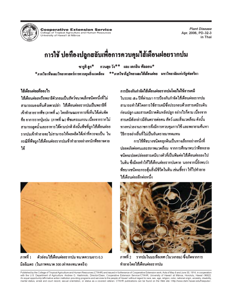 การใช้ ปอทีองปลูกสลับเพื่อการ ควบคุมไส้เดือนฝอยรากปม | An ally in the war against nematode pests: Using sunn hemp as a cover crop to suppress root-knot nematodes