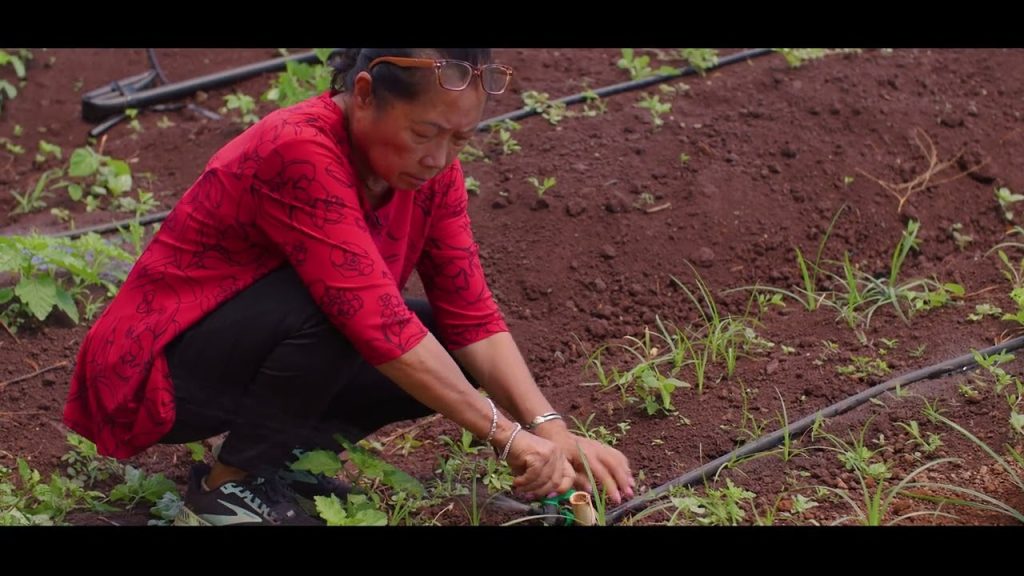 Drip Irrigation Basics Part 3: Maintenance and Repairs